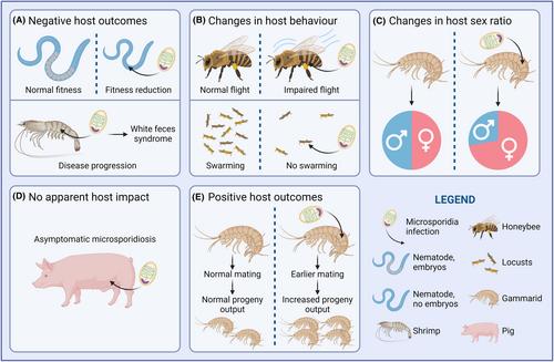 Interactions between microsporidia and other members of the microbiome