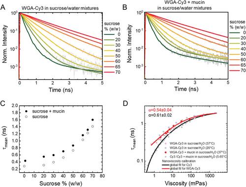 Cy3-Based Nanoviscosity Determination of Mucus: Effect of Mucus Collection Methods and Antibiotics Treatment