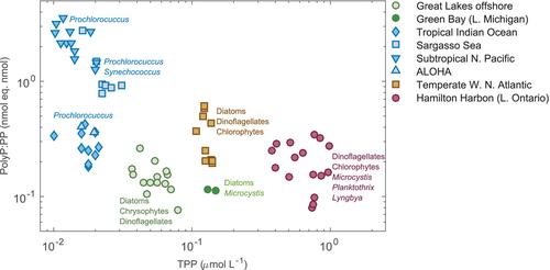 Polyphosphate phosphorus in the Great Lakes