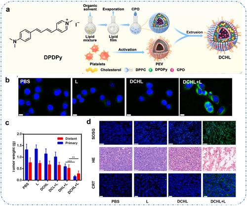 Recent advances in biomimetic aggregation-induced emission photosensitizers for photodynamic therapy and immunotherapy