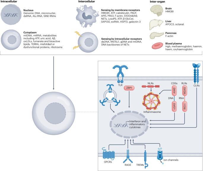 DAMP sensing and sterile inflammation: intracellular, intercellular and inter-organ pathways