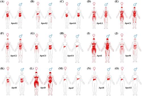 Cholesterol transport and beyond: Illuminating the versatile functions of HDL apolipoproteins through structural insights and functional implications