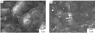 Properties of Metal-Containing Composites Based on Blends of Low- and High-Density Polyethylene