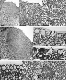 Anatomical, histochemical, and developmental approaches reveal the long-term functioning of the floral nectary in Tocoyena formosa (Rubiaceae)