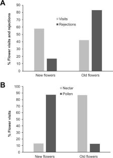 Fields of flowers with few strikes: how oligolectic bees manage their foraging behavior on Calibrachoa elegans (Solanaceae)