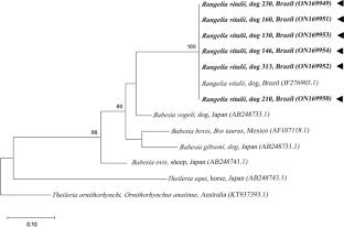 Piroplasmid Infections Among Domestic Dogs in the Mountain City of Rio de Janeiro, Brazil