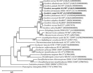 Two novel Fe(III)-reducing bacteria, Geothrix campi sp. nov. and Geothrix mesophila sp. nov., isolated from paddy soils