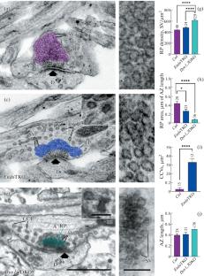 Organization of the Reserve Pool of Synaptic Vesicles in Nerve Terminals Lacking Protein Liquid Phase Components