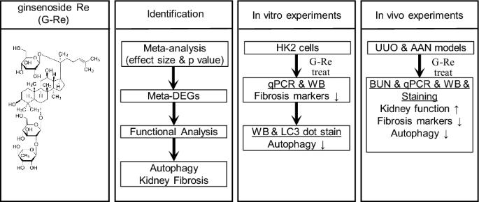 Integrative informatics analysis identifies that ginsenoside Re improves renal fibrosis through regulation of autophagy