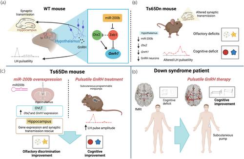 Novel insights into minipuberty and GnRH: Implications on neurodevelopment, cognition, and COVID-19 therapeutics