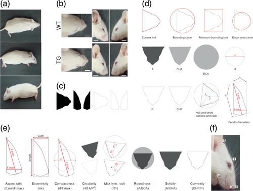 Craniofacial anomalies in schizophrenia-relevant GFAP.HMOX10-12m mice