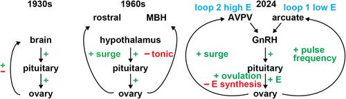 Estradiol action in the female hypothalamo–pituitary–gonadal axis