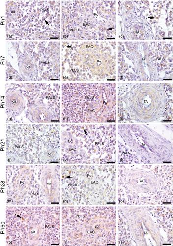 Angiogenic and anti-angiogenic factors during the post-hatching growth of the quail (Coturnix coturnix japonica) spleen