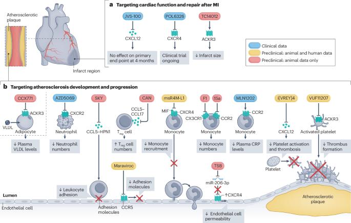 Targeting immune cell recruitment in atherosclerosis