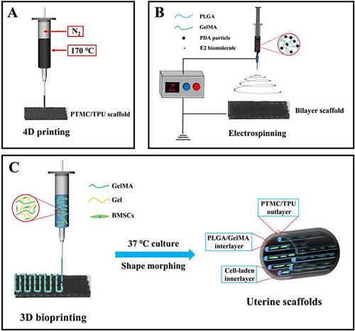 Biomimicking trilayer scaffolds with controlled estradiol release for uterine tissue regeneration