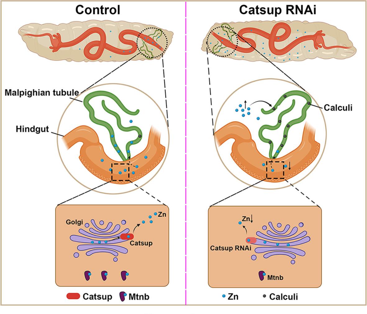 The expression of Catsup in the hindgut is essential for zinc homeostasis in Drosophila melanogaster