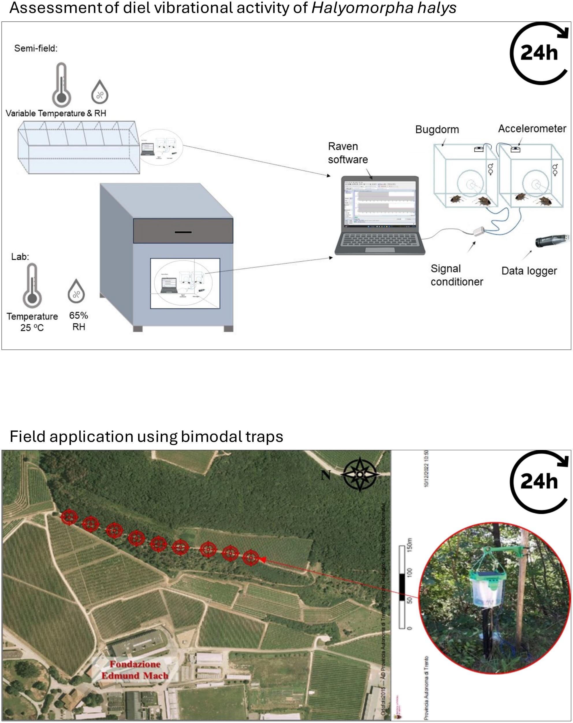 Diel vibrational activity of Halyomorpha halys and its implications for enhancing bimodal traps