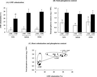 Arbuscular Mycorrhizal Fungi Improve Tolerance to Water Deficit in Indian Pennywort (Centella asiatica) by Promoting Physio-morphological and Biochemical Adaptations