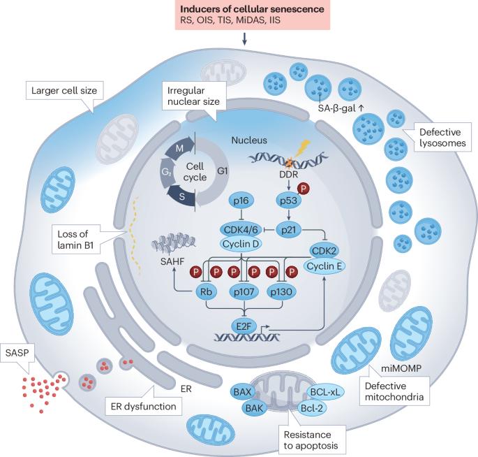 The senescence-associated secretory phenotype and its physiological and pathological implications