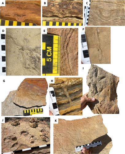 A tale of two end members: Tidal deposits in a semi-arid, low subsidence, open coastal setting versus a high runoff, high subsidence, restricted environment