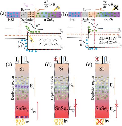 Self-Powered Broadband Photodetectors Based on Si/SnS2 and Si/SnSe2 p–n Heterostructures