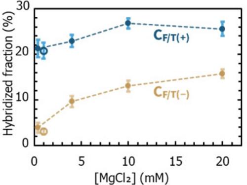 Slow Freeze-Thaw Cycles Enhanced Hybridization of Kilobase DNA with Long Complementary Sticky Ends