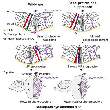 A cellular tilting mechanism important for dynamic tissue shape changes and cell differentiation in Drosophila