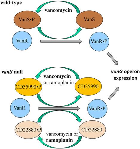 Histidine kinase-mediated cross-regulation of the vancomycin-resistance operon in Clostridioides difficile