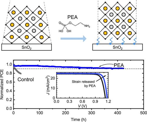 Strain-less Perovskite Film Engineered by Interfacial Molecule for Stable Perovskite Solar Cells