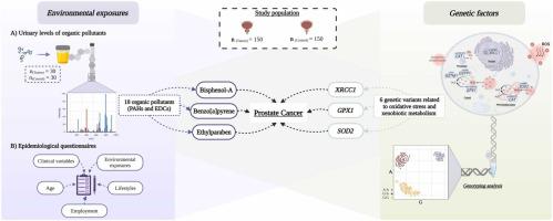 Exposure to environmental pollutants and genetic variants related to oxidative stress and xenobiotic metabolism—Association with prostate cancer