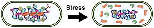 Live to fight another day: The bacterial nucleoid under stress