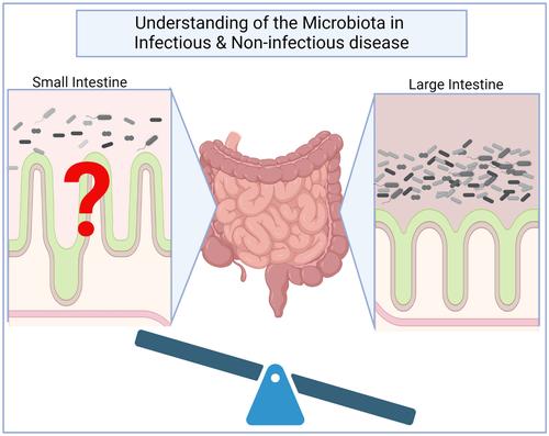 A long journey to the colon: The role of the small intestine microbiota in intestinal disease