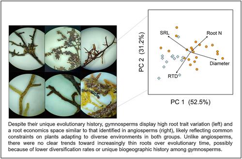 Gymnosperms demonstrate patterns of fine-root trait coordination consistent with the global root economics space