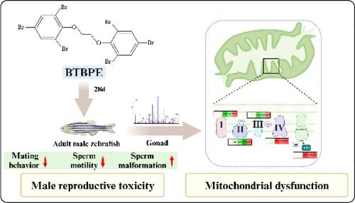 Mechanistic Insights into 1,2-bis(2,4,6-tribromophenoxy)ethane-Induced Male Reproductive Toxicity in Zebrafish