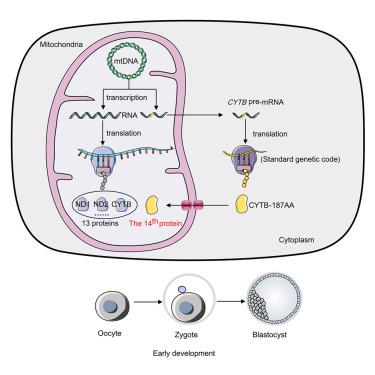 A novel protein CYTB-187AA encoded by the mitochondrial gene CYTB modulates mammalian early development