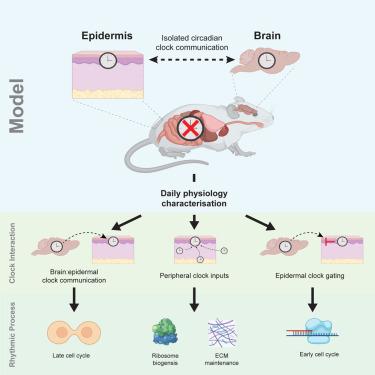 The epidermal circadian clock integrates and subverts brain signals to guarantee skin homeostasis