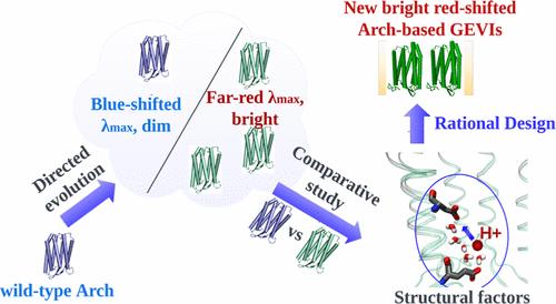 Rational Design of Far-Red Archaerhodopsin-3-Based Fluorescent Genetically Encoded Voltage Indicators: from Elucidation of the Fluorescence Mechanism in Archers to Novel Red-Shifted Variants