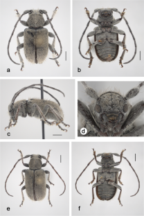 Description of new taxa in Neotropical Desmiphorini (Coleoptera: Cerambycidae: Lamiinae)