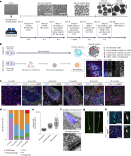 Generation of ‘semi-guided’ cortical organoids with complex neural oscillations