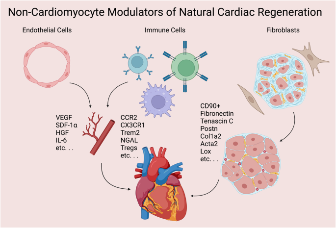 Structural, angiogenic, and immune responses influencing myocardial regeneration: a glimpse into the crucible