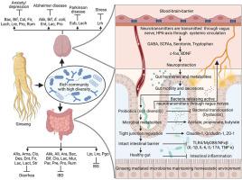 Ginseng as a therapeutic target to alleviate gut and brain diseases via microbiome regulation