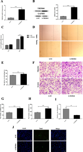 Overexpression of TRIM44 mediates the NF-κB pathway to promote the progression of ovarian cancer