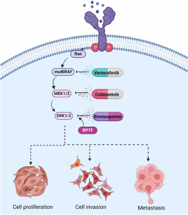 Bromodomain inhibition targeting BPTF in the treatment of melanoma and other solid tumors