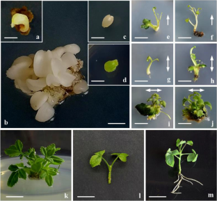 Plantlet regeneration via somatic embryogenesis and changes in endogenous hormone content of Rosa ‘John F. Kennedy’