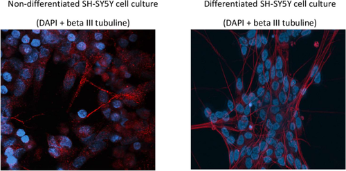 The impact of ATP-sensitive potassium channel modulation on mitochondria in a Parkinson’s disease model using SH-SY5Y cells depends on their differentiation state