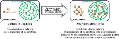 Impact of MG132 induced-proteotoxic stress on αB-crystallin and desmin phosphorylation and O-GlcNAcylation and their partition towards cytoskeleton