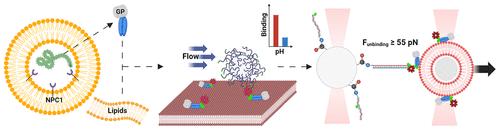 Ebola Virus Glycoprotein Strongly Binds to Membranes in the Absence of Receptor Engagement