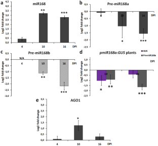 TuMV Infection Alters the Regulation of miR168/AGO1 and miR403/AGO2 Systems in Arabidopsis