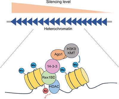 Heterochromatin repeat organization at an individual level: Rex1BD and the 14-3-3 protein coordinate to shape the epigenetic landscape within heterochromatin repeats