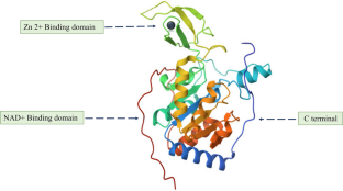 SIRT6 in Regulation of Mitochondrial Damage and Associated Cardiac Dysfunctions: A Possible Therapeutic Target for CVDs